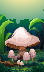 Poster - Mushrooms in the forest