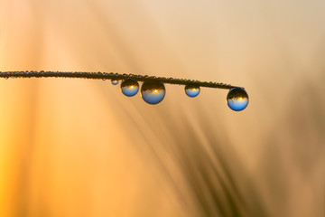 Wall Mural - world reflection in dew drops