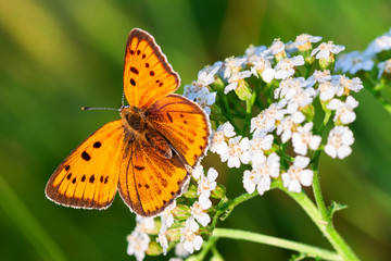 Sticker - butterfly sits on white flowers