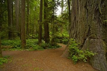 Fototapeta california redwood forest