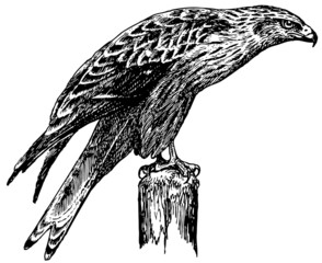 bird red kite