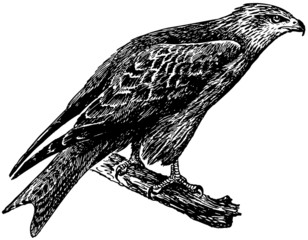 bird black kite