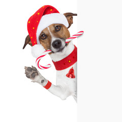 Poster - christmas dog