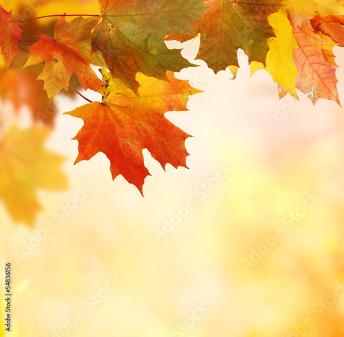 Obraz w ramie autumn background