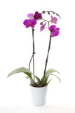 Fototapeta Storczyk - Phalaenopsis orchid in flower pot