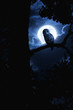 Owl Watches Intently Illuminated By Full Moon On Halloween
