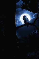 Wall Mural - owl watches intently illuminated by full moon on halloween
