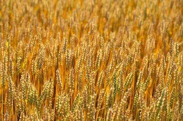 wheat in field