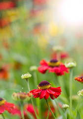 Wall Mural - red flower meadow background