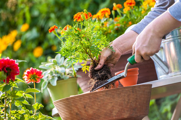 Wall Mural - Flower garden