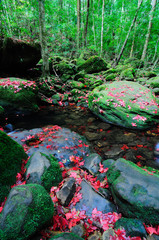 Wall Mural - Maple leafs are fallen in Phu Kradueng National Park, Thailand