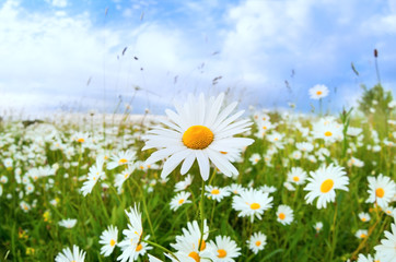 white daisy flower over blue sky