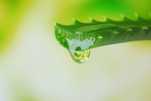 Aloe Leaf With Drop On Natural Background