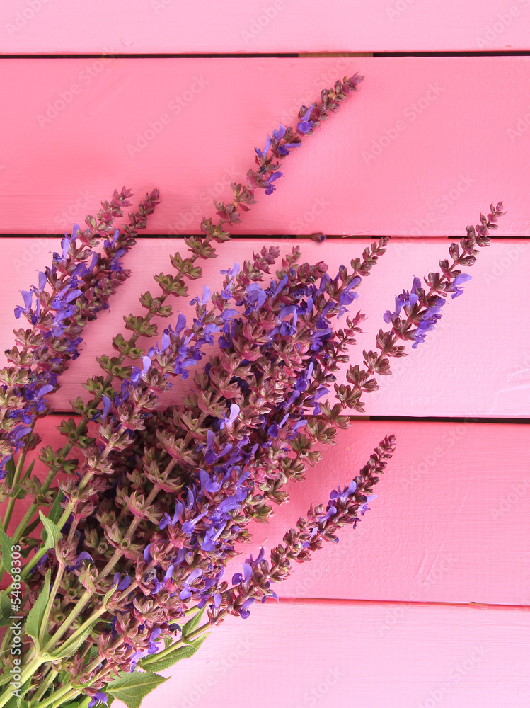 Salvia flowers on pink wooden background