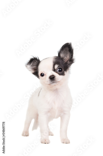 Long Haired White Chihuahua Dog On A White Background Buy This
