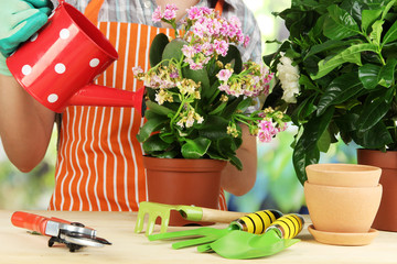 Canvas Print - Transplant flowers in pots close-up