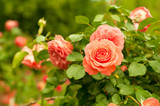 Orange rose