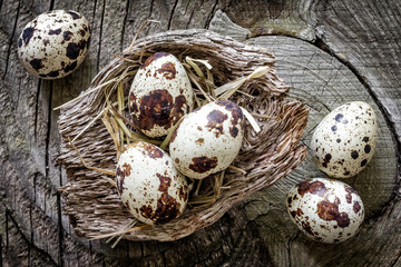 Canvas Print - Quail eggs