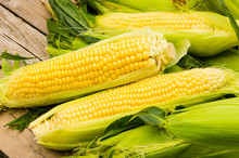 Ears Of Fresh Yellow Sweet Corn