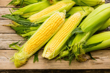 Ears Of Fresh Yellow Sweet Corn