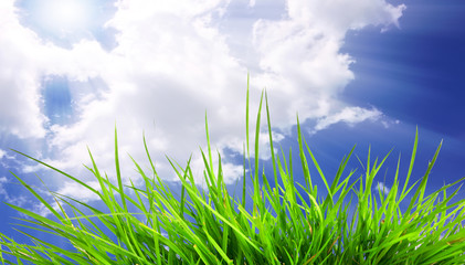 green grass isolated on sky background