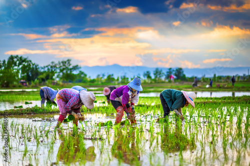 Fotografía Farmers are planting rice in the farm.