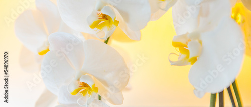 Obraz w ramie White Orchids