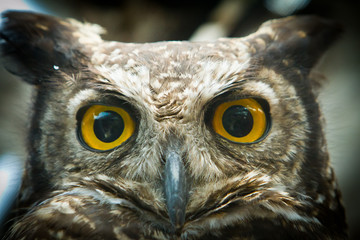 Fototapete - owl portrait staring at camera close up