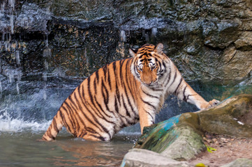 Tiger standing in water