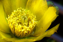 Prickly Pear Cactus Flower Orton Closeup
