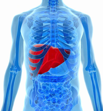 anatomy of human liver in x-ray view