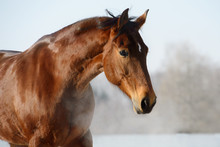 Chestnut Horse Portrait In Winter