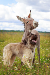 Wall Mural - Grey donkey and briard dog