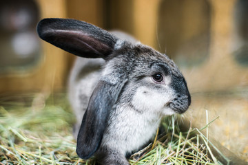 beautiful black-and-white rabbit in the hay