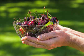 Wall Mural - Delicious cherries