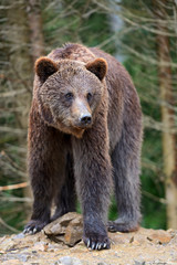 Canvas Print - Brown bears in the Carpathians.