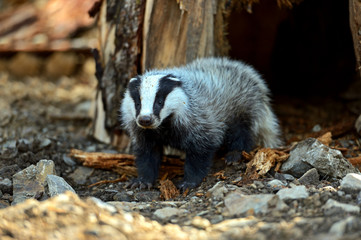 Wall Mural - badger