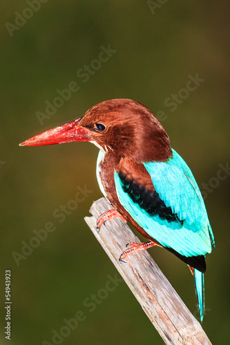 Obraz w ramie Kingfisher White throated