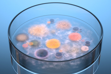 Wall Mural - bacteria and fungus growing up in a petri dish.