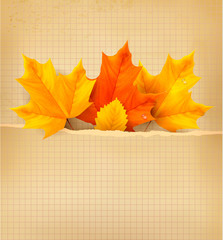 Poster - Autumn background with leaves. Back to school. Vector illustrati