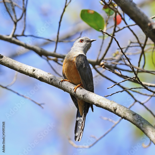 Naklejka - mata magnetyczna na lodówkę Plaintive Cuckoo