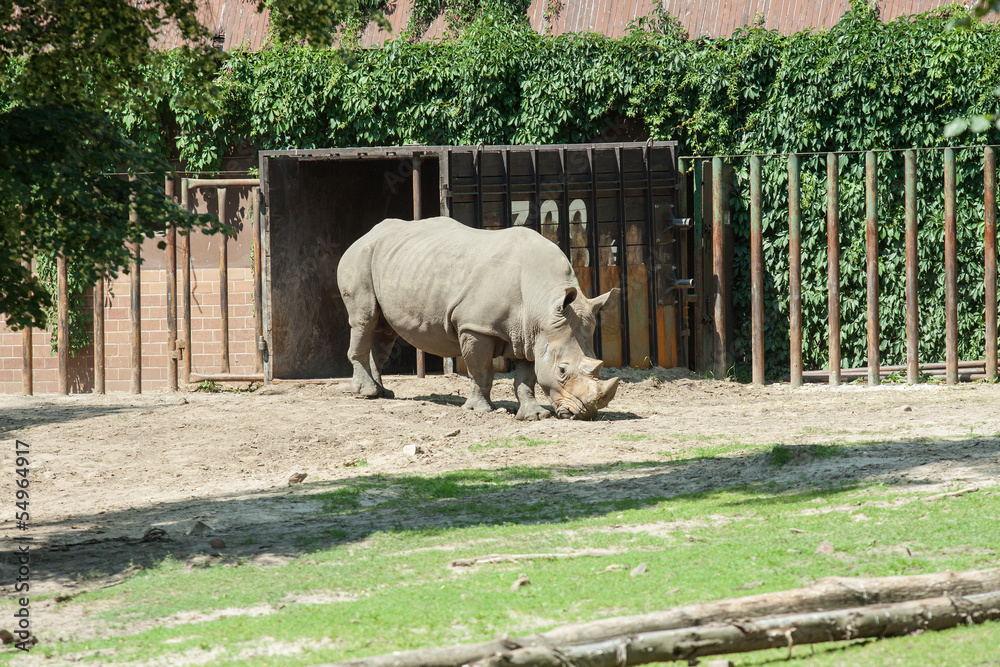 Nosorożec w zoo - obrazy, fototapety, plakaty 