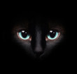 Eyes of a wild siamese cat hiding in the darkness
