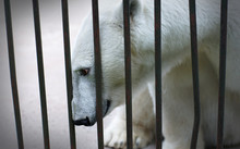 A Sad And Lonely Polar Bear Hiding In The Cage