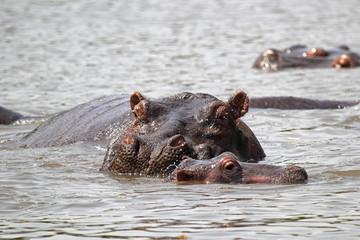 Wall Mural - Baby hippo with mother