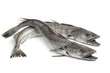 Two Hake fishes