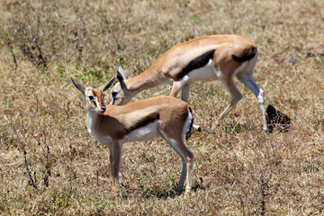 Poster - Couple of Thomson's gazelle