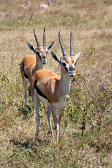 Wall Mural - Couple of Thomson's gazelle