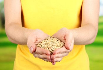 Canvas Print - Wheat grain in female hands on natural background