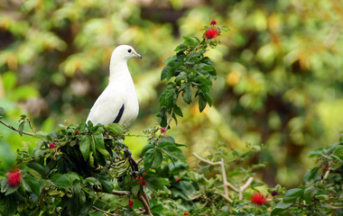 Tropenvogel